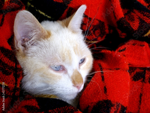 Gato Gato