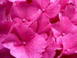 Nasse rosa Hortensie