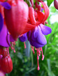 Fuchsie