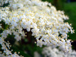 weisser flieder