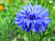 Foto: himmelblaue Kornblume himmelblaue Kornblume