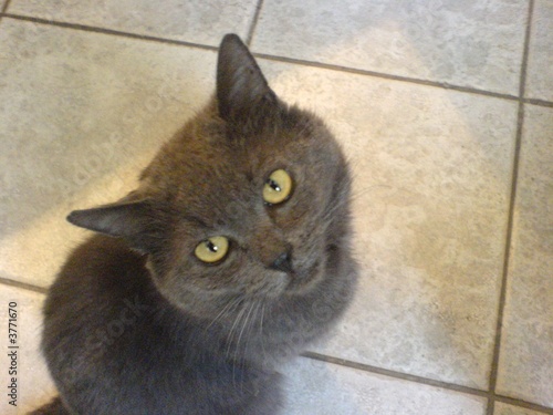 Tomcat