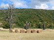 Arbres et foins