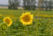 tournesols