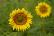 fleurs de tournesols