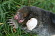 A mole 