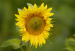 fleur de tournesol