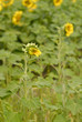 tournesols