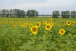 champ de tournesols