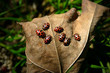 Ladybugs on a leaf 