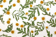 Camomile blooms and foliage