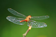 Red Dragon-fly