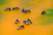 Abeilles et poisson seche Abeilles et poisson seche