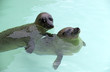 Seehunde