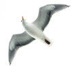 Flying Seagull