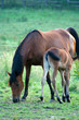 Photo: chevaux chevaux