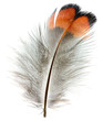 Close up view of the pheasant feathers