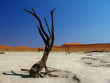 Dead Tree in the namib desert