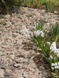 Path in Garden