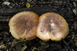 champignons 3 champignons 3