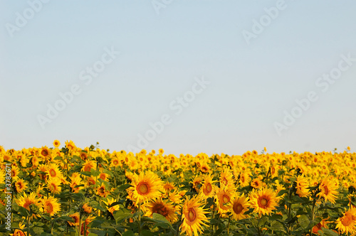 An image of yellow field of sunflowers kjj An image of yellow field of sunflowers kjj