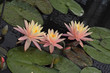 Water Lily