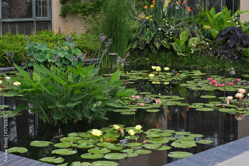 Aquatic Garden