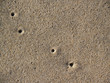  Sandy background texture with air holes from sand crabs 