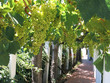 Weinpergola