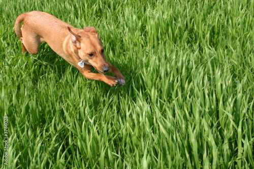 Hunde Wiese Hunde Wiese