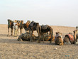 Desert Sahara and camels