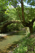 Aged Bridge and Tree with Vegatation. Leitzaran Valley. Spain