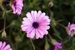 fleur de paquerette
