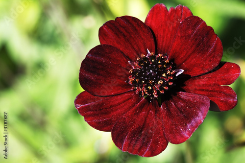 Photo: Chocolate cosmos Chocolate cosmos