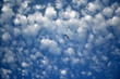 Cumulus Cloud