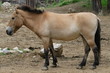  Przewalski's Horse