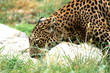 Sri Lankan Leopard
