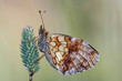 satyrid butterfly