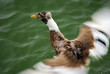 canard au moment de son envol
