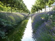 Lavender, lavande