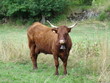 Vache Salers
