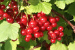 rote Johannisbeere