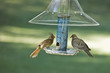 Female Cardinal and Mourning Dove Female Cardinal and Mourning Dove