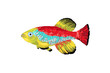 bunter fisch
