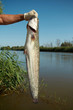 big fish!  It's a big cat-fish