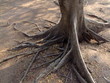 Tronc d'arbre Tronc d'arbre
