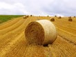straw afield 