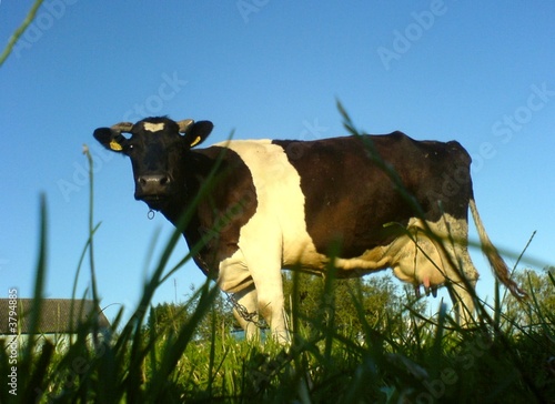 Photo: cow cow