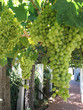 Weinpergola