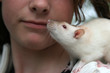 ratte